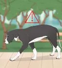 What to Do When a Dog Attacks